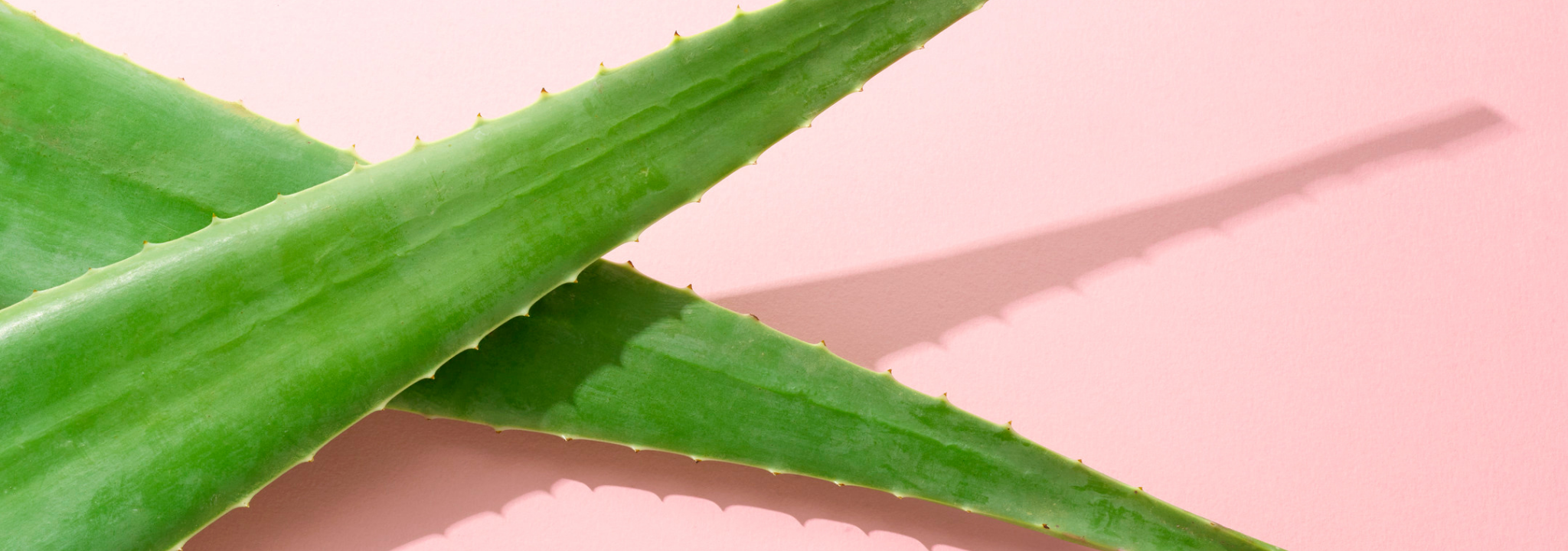 Aloe vera on pink background